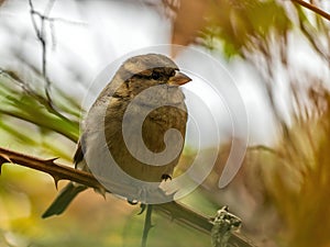 House sparrow on a branch, close-up photo, blurred background