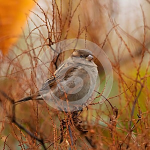 House sparrow on a branch, close-up photo, blurred background