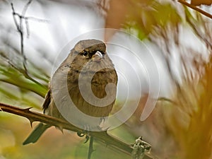 House sparrow on a branch, close-up photo, blurred background