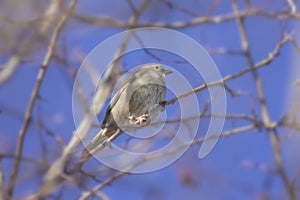 House sparrow on the branch