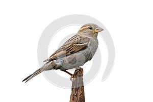 House sparrow on branch tip isolated