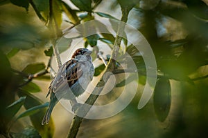 House sparrow in the bush in nature