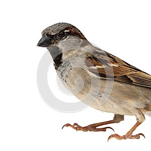 House sparrow close up