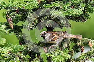 House Sparrow close up in pine background