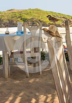 House Sparrow couple at Kenyan beach restaurant