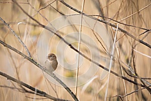 House Sparrow
