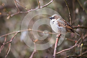 House Sparrow