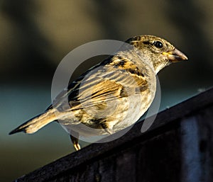 House Sparrow early evening