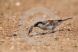 House sparrow eating a insect