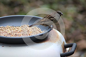 House sparrow eating seed