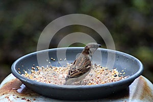House sparrow eating seed