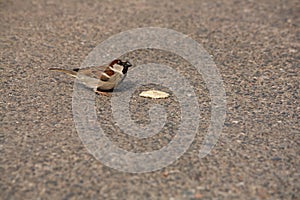 House sparrow eats some bread off the ground