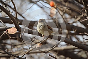 House sparrow in fall at Moose Jaw photo