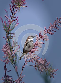 House Sparrow of the family Sparrow. It lives in the predominant territory of Eurasia, but has been artificially planted on other