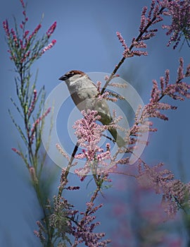 House Sparrow of the family Sparrow. It lives in the predominant territory of Eurasia, but has been artificially planted on other