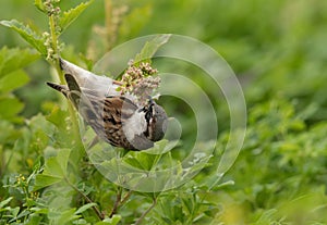 House sparrow feeding