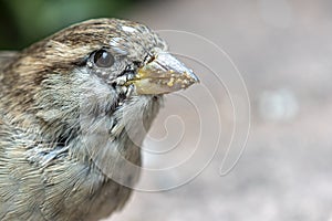 House sparrow after feeding in close up