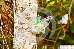 House sparrow feeding fat ball