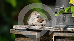 House sparrow feeding in urban house garden. UK.