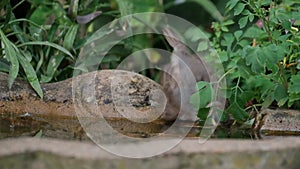 House sparrow feeding in urban house garden. UK.