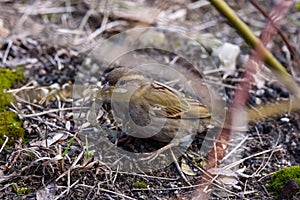 House sparrow female bird Passer domesticus with plastic lente at her beak photo