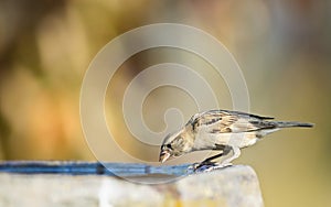 House Sparrow female is drinking