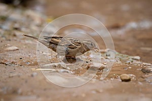 House sparrow female eating