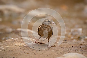 House sparrow female eating seeds