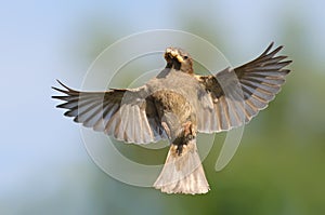 House Sparrow female in flight near her nest with food in beak photo