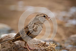 House sparrow female profile close-up