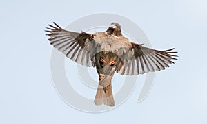 House sparrow in flight to the nest with food in beak photo
