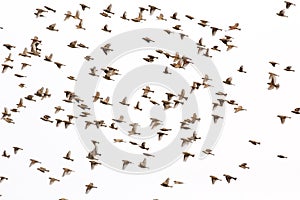 House sparrow flying background