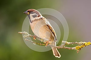 House sparrow in the forest.