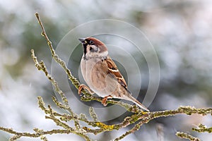 House sparrow in the forest.