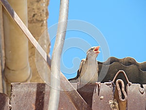 A House sparrow on a hot day feels thirsty, young bird. finch looking for water