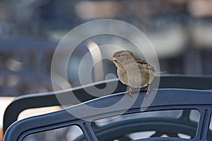 House Sparrow, Huismus, Passer domesticus