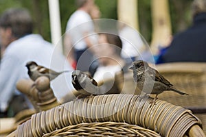 House Sparrow, Huismus, Passer domesticus