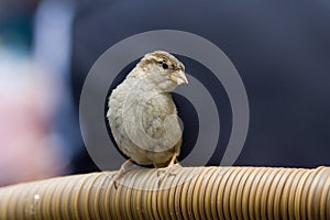 House Sparrow, Huismus, Passer domesticus