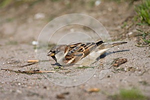 House Sparrow, Huismus, Passer domesticus