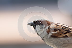 House sparrow. Male bird in close up profile with plain background copy space.