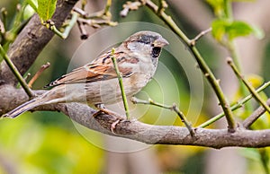 House Sparrow Male - Sitting On A Branch