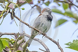 A House Sparrow Maryland. The house sparrow or Passer domesticus. A bird of the sparrow family Passeridae, found in most parts of