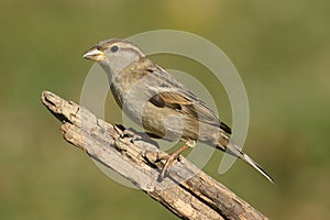 House Sparrow Passer domesticus