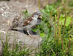 House Sparrow, Passer domesticus