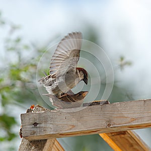 House Sparrow, Passer domesticus photo
