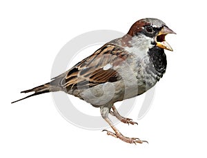 House Sparrow, Passer domesticus photo