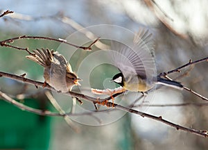 House Sparrow, Passer domesticus