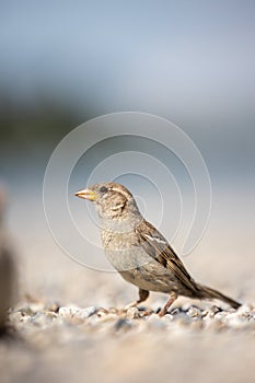 House sparrow Passer domesticus