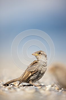 House sparrow Passer domesticus