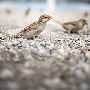 House sparrow Passer domesticus